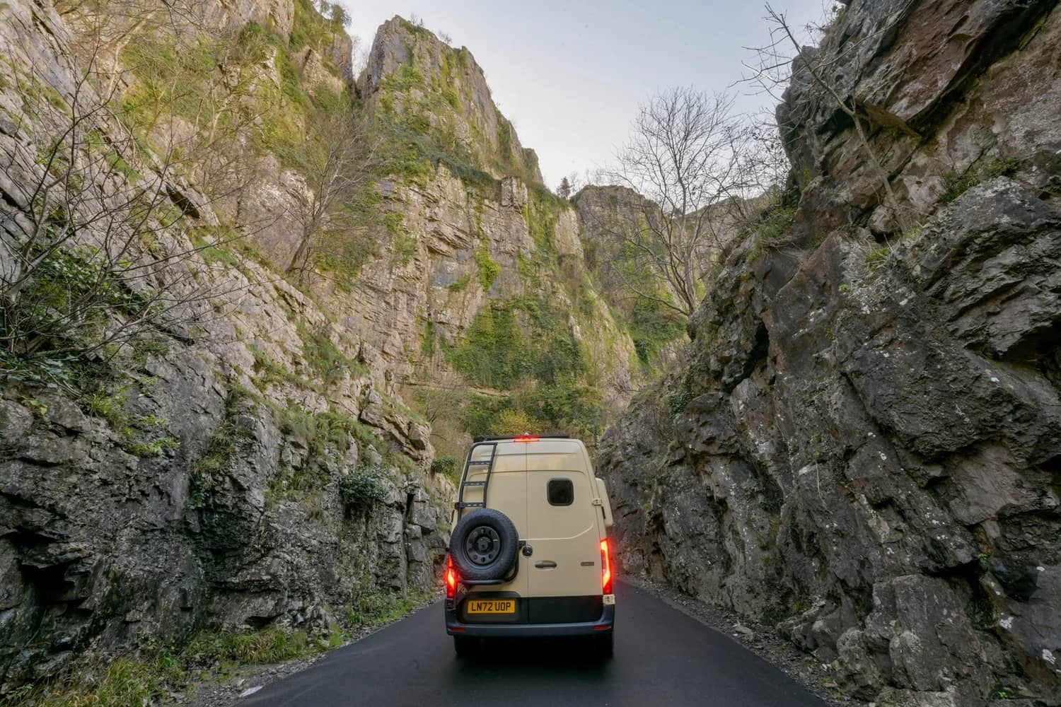 Fern Fox Duo image 4