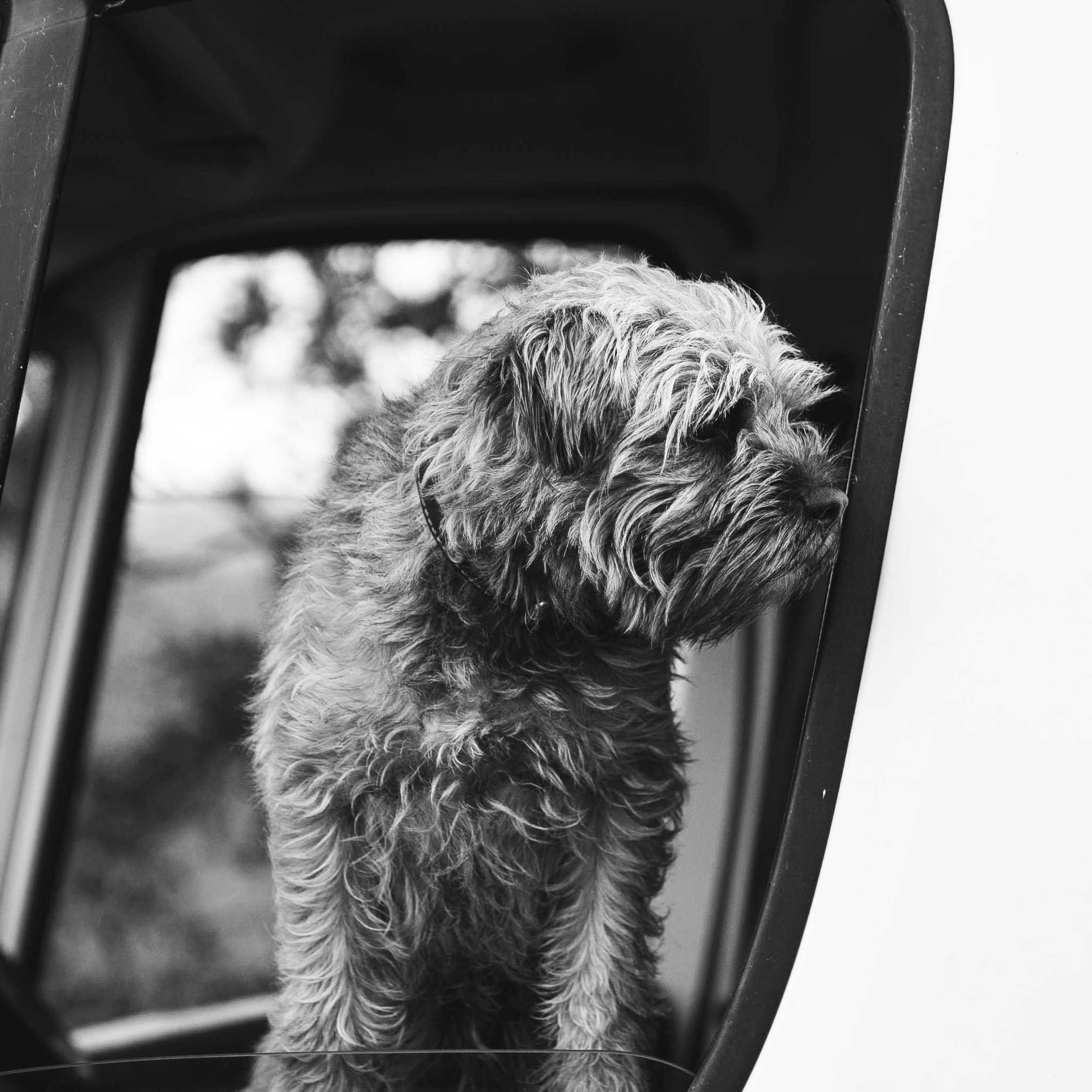 Archie - Health and Wellbeing